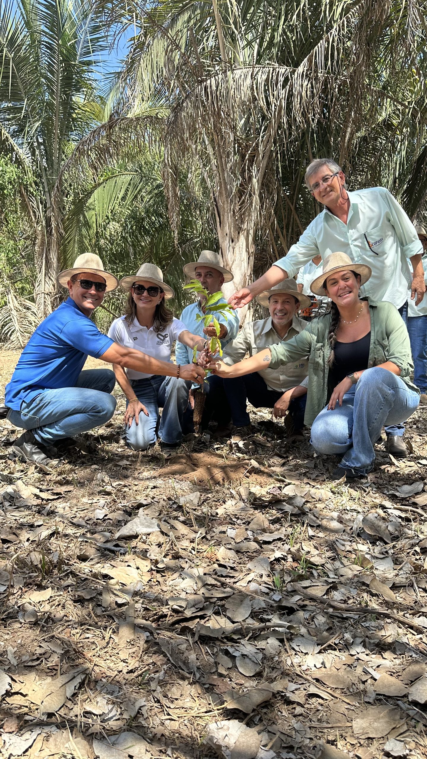 Plantio Inaugural lote 2