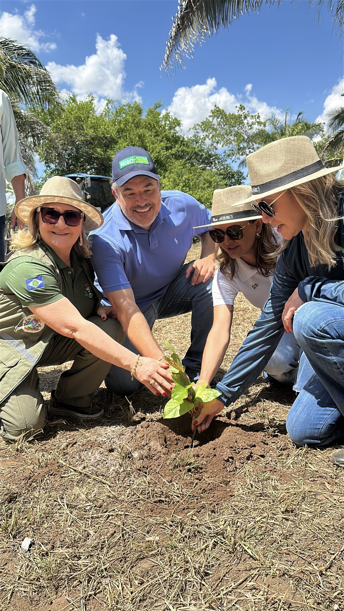 Plantio Inaugural lote 2